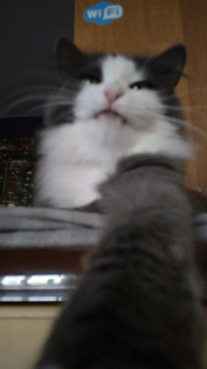 When I left my phone unattended - My, Selfie, cat