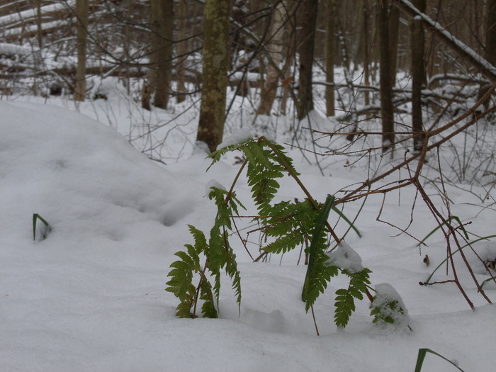 Ski history or it's time to change the style of clothing. - My, Forest, Cloth, Coincidence, Life stories, Longpost