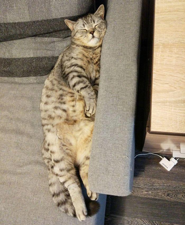 Котик разрядился :)