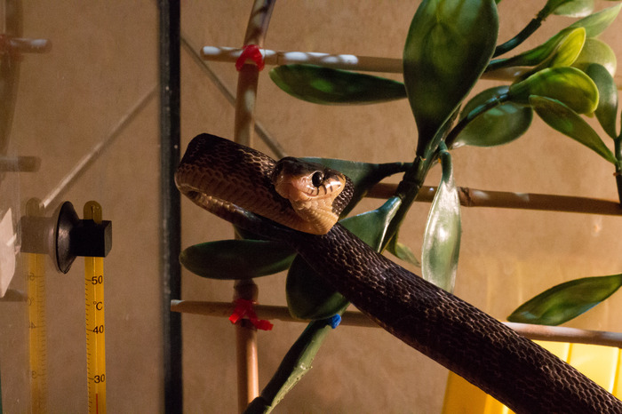 Boiga Blandinga (toxycodryas Blandingii) - My, Boyga, Boyga Blandinga, Poisonous animals, Terrariumistics, The photo, Snake, Video, Longpost