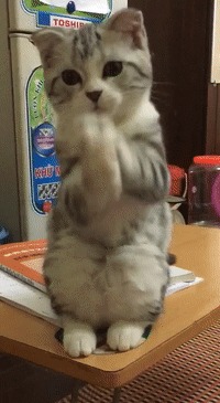 То ли просит, то ли молится Кот, Лапки, Домашние животные, Стол, Холодильник, Милота, Гифка