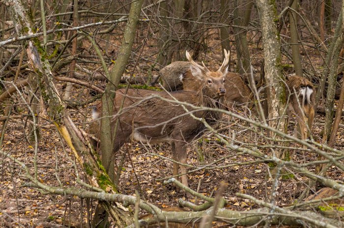 Regional Center for the Conservation of Wild Animals, Fedorovskoye village - My, Deer, Boar, Reserve, , Подмосковье, Longpost, The photo, Bike ride, Deer, Reserves and sanctuaries