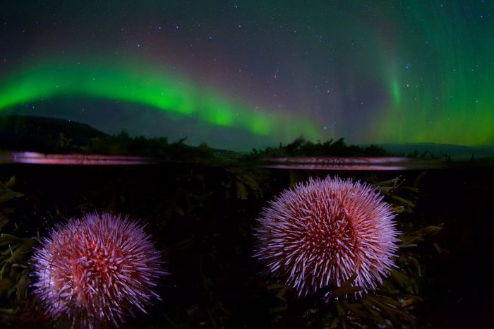 Northern beauty in your feed)) a selection of pictures - beauty, North, Russia, Beauty of Russia, Polar Lights, Telegram, Longpost