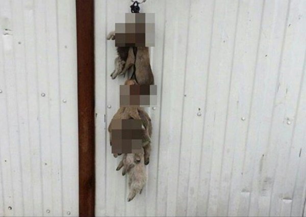 In Gelendzhik, a native of Gukovo killed puppies and hung them on a fence - Rostov-on-Don, Rostov region, Gelendzhik, Flailing