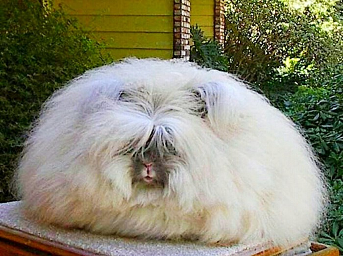 Well, very, fat and fluffy rabbit - Rabbit, Thick, Fluff, Thick