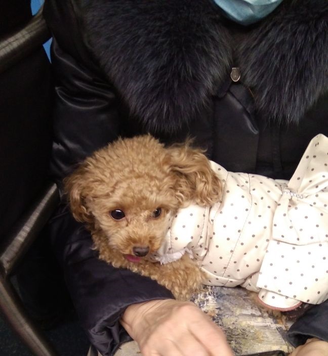 I met such cuteness today in the subway! - My, The photo, Metro, Dog, , Longpost