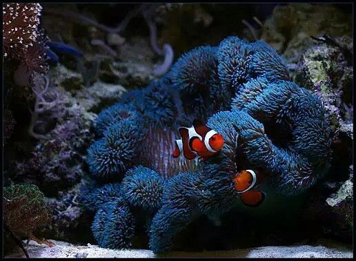 Carpet anemone and clowns - Aquarium, Clownfish, Anemones