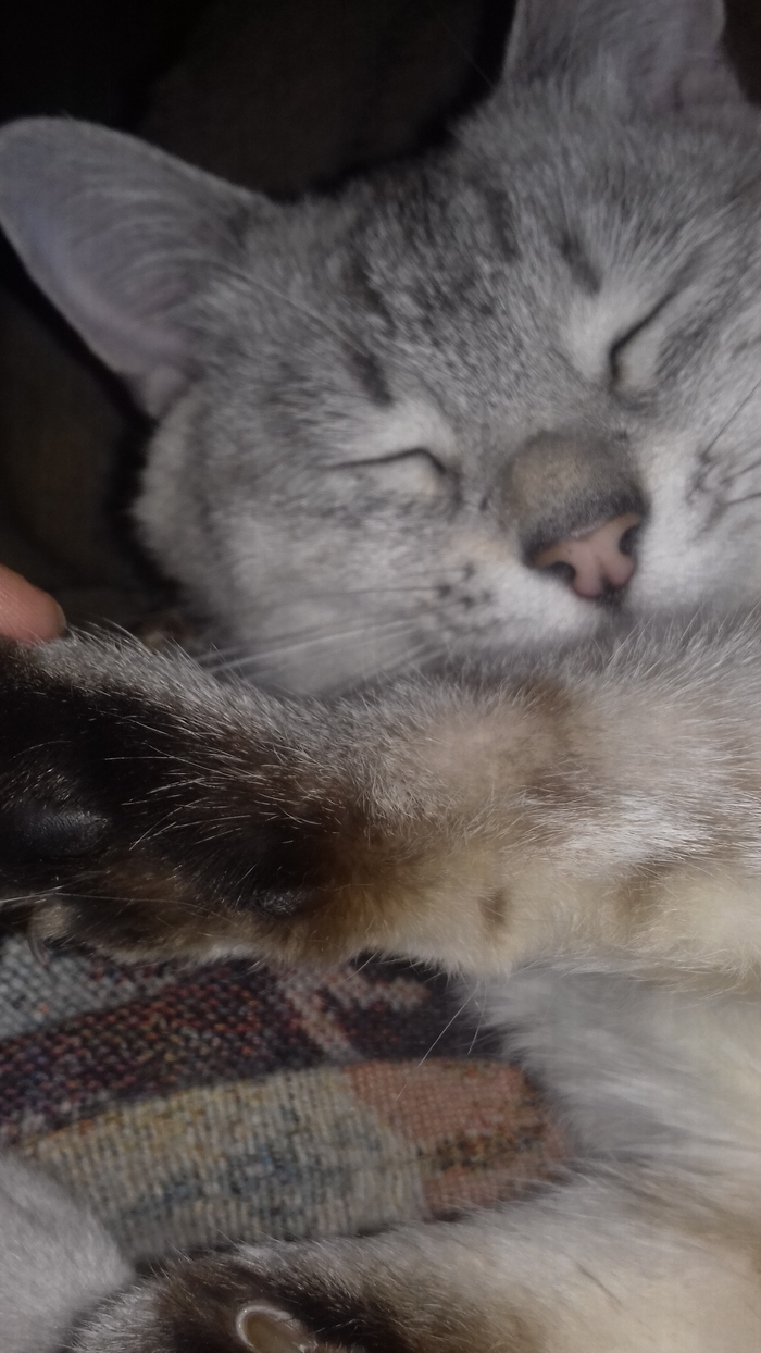 scribbler's paws - My, cat, Paws, Mutant, Oligodactyly, Longpost