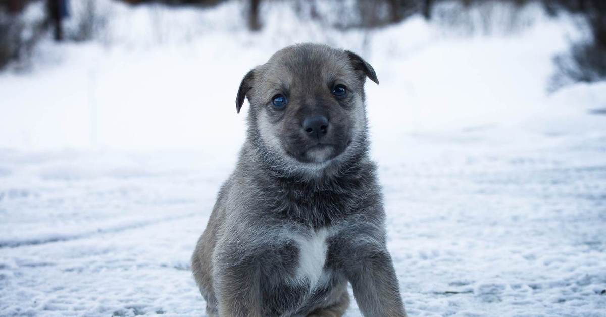 Куплю щенка новосибирская область