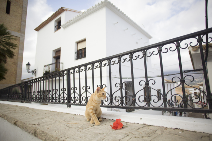 ������� ��� Teo Baldu