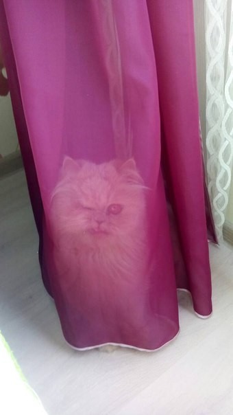 Just a cat behind a curtain - cat, Curtains, Kripota