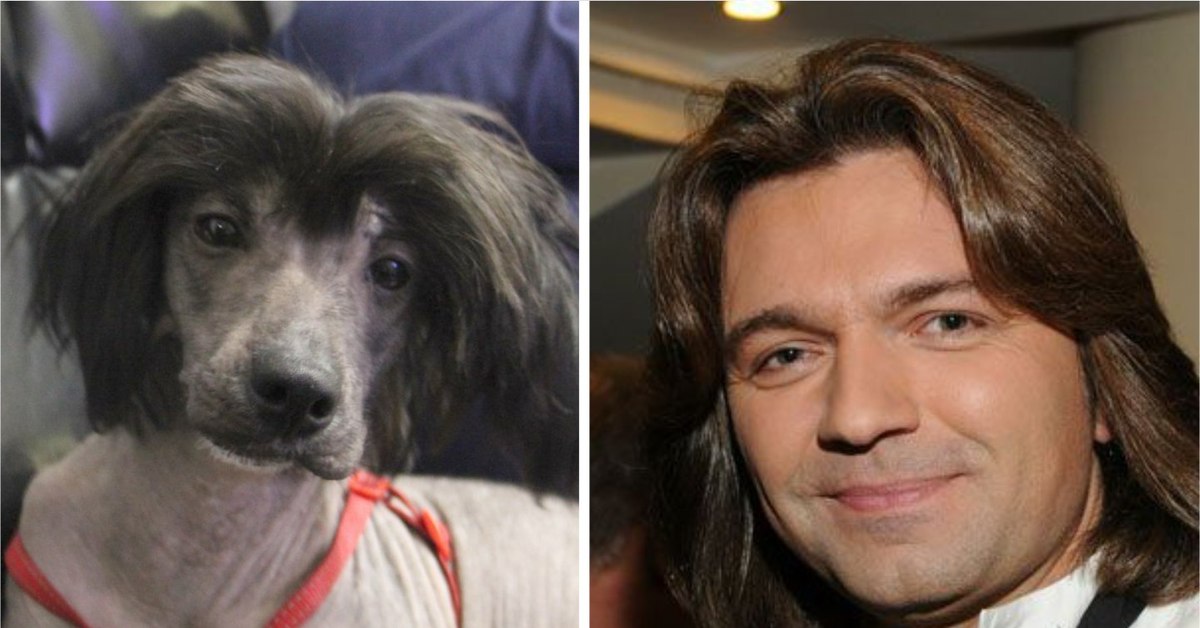 Ли не новыми хозяевами. Актер похожий на собаку. Собаки похожие на знаменитостей. Собака Дмитрия Маликова. Актер похожий на колли.