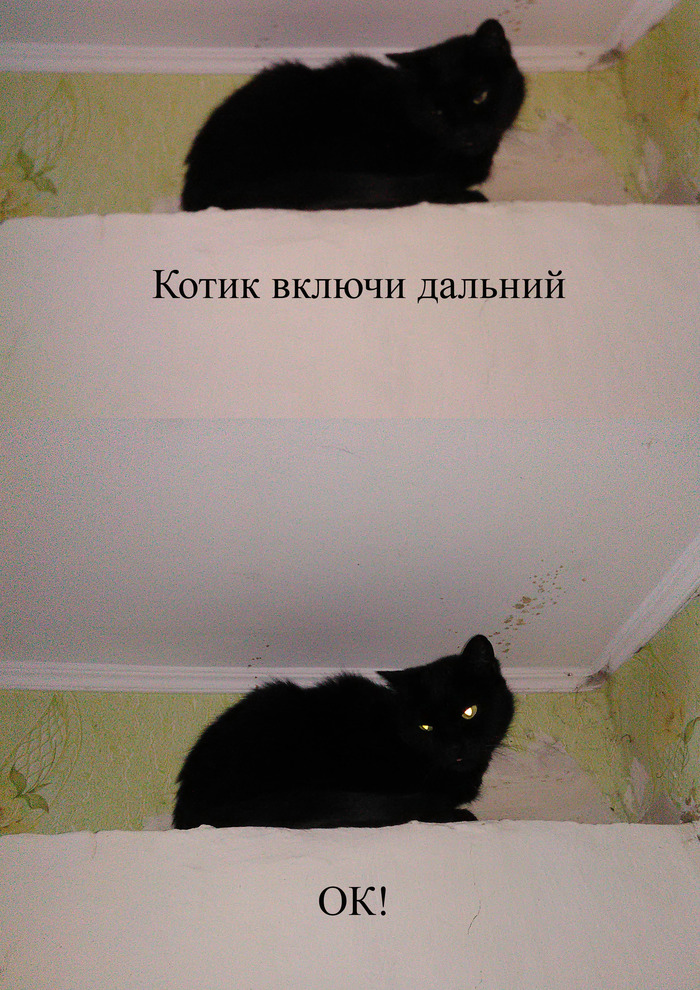Cat - My, cat, Black cat, High beam, Glowing eyes