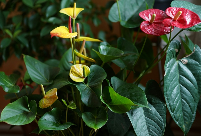 Anthurium - My, Anthurium, Flowers, beauty