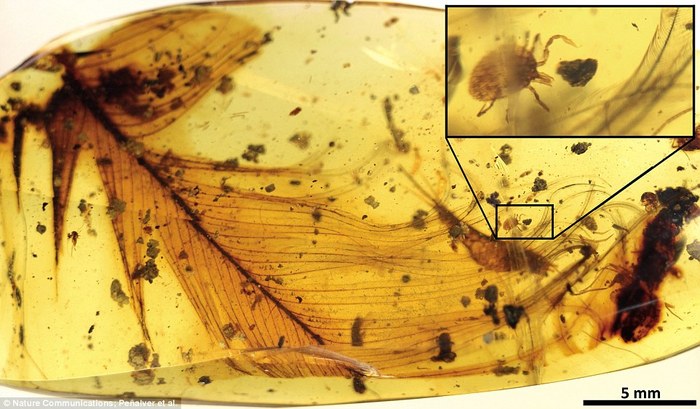 A feather from an unknown dinosaur and a tick with remnants of dinosaur blood - all in amber 99 million years old - My, Translation, Dinosaurs, Mite, Amber, GIF, Longpost, Paleontology