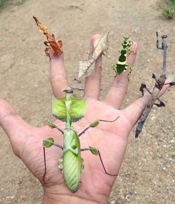 Маленькие инопланетяне