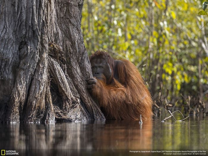 Объявлены результаты фотоконкурса National Geographic Nature Photographer of the Year 2017 - Природа, Красота, The National Geographic, Фотография, Длиннопост