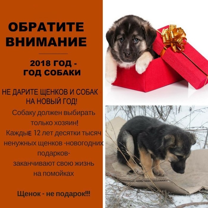 Holiday greetings! - Dog, Presents, Toys, New Year