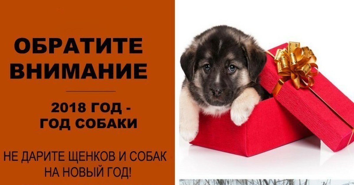 Какого щенка подарили. Как подарить щенка красиво. а ты уже купил подарки на новый год собака.