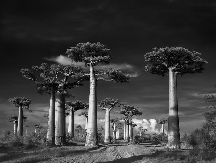 A selection of beautiful power trees - beauty, Longpost, Black and white photo, Tree