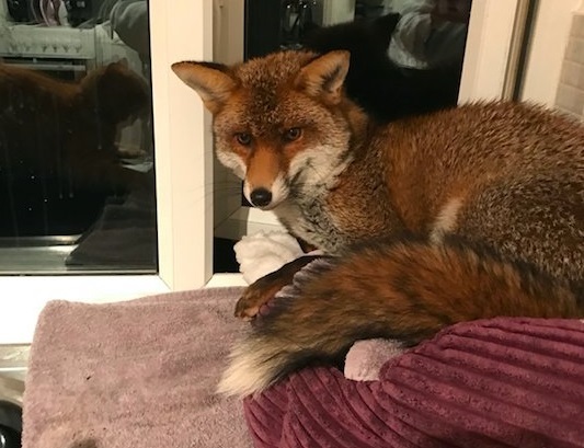 The fox climbed into the house to bask in the cat's bed - Fox, cat