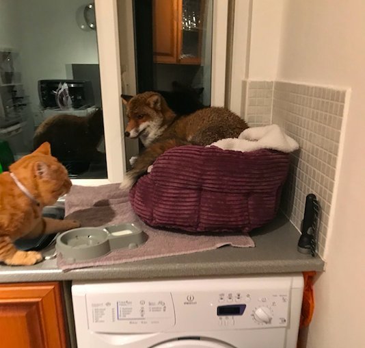 The fox climbed into the house to bask in the cat's bed - Fox, cat