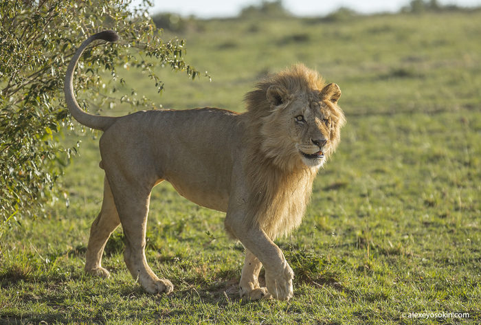 �������� � ��������. ����� ������ ����.