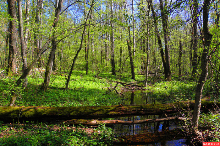 Protected Russia. - My, Reserve, Pa, Anniversary, Nature, Protection of Nature, Voronezh Reserve, Longpost, Reserves and sanctuaries