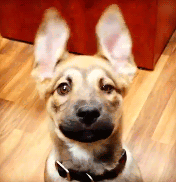 1513172094183916273.gif