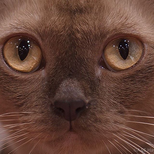 Burmese eyes - My, , Burmese, , , cat, Cat breeds, The photo, Rangpurcat