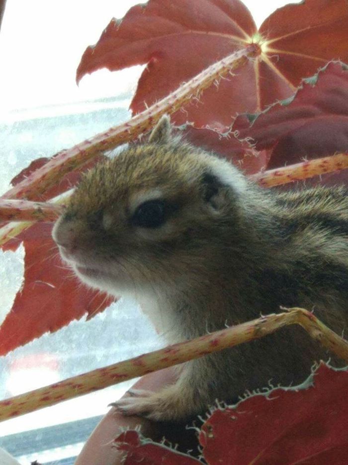 Entertaining Chipmunk with a competition) - My, Chipmunk, Funny chipmunks, Exot, Longpost, Animals