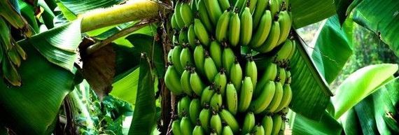 Banana - what is it? - Banana, Фрукты, , Berries, Vegetables