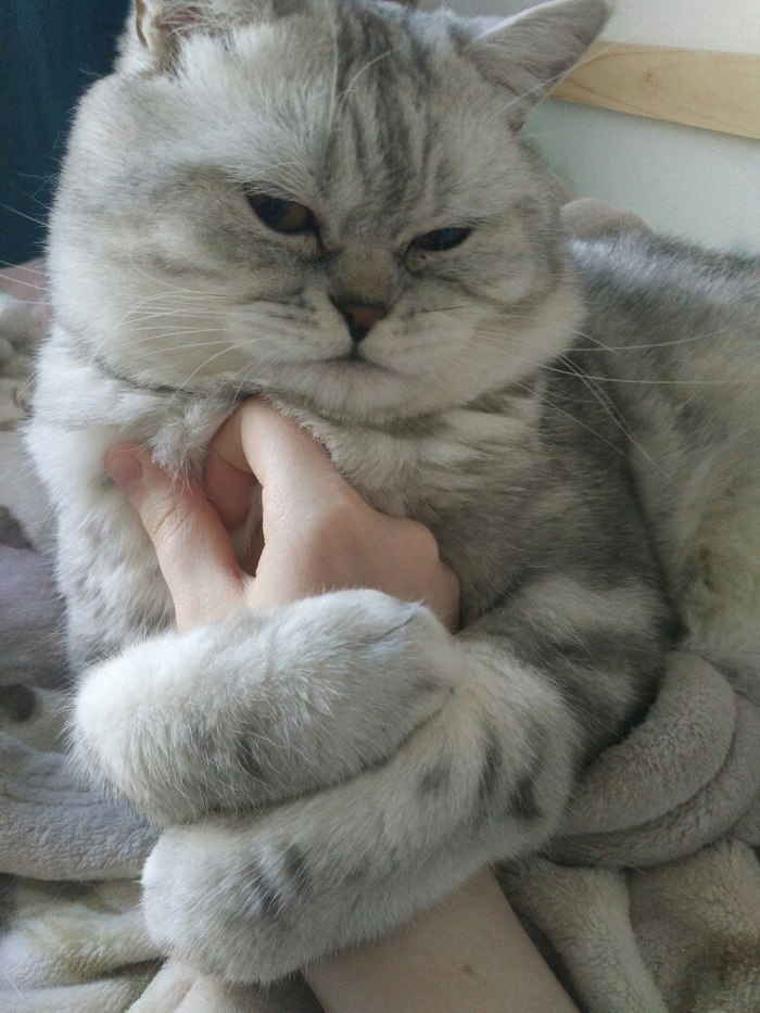 Small owner - My, cat, Kshatriya, Owner, Hand, Bite, Longpost