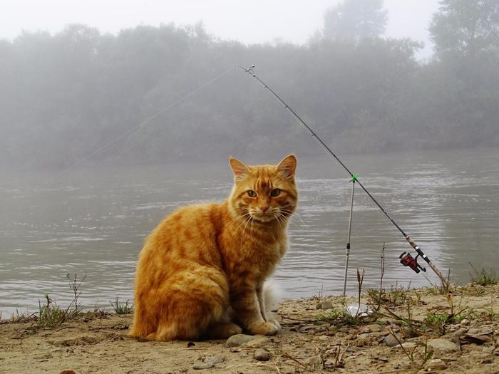 Chief, what license??? This is not me and the rod is not mine!!! - My, River, Fog, Fishing rod, cat, Funny