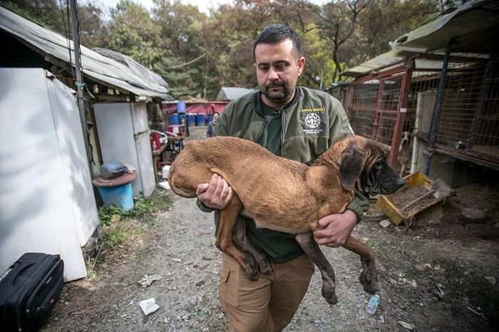 Several dozen dogs were rescued and taken from South Korea to Canada - Dog, Корея, Animal Rescue, Dogs for food