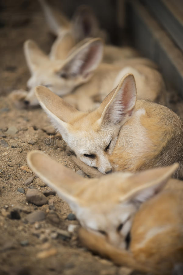 Sleeping phoenixes ^.^ - Fox, Fyr, Fenech, Animals