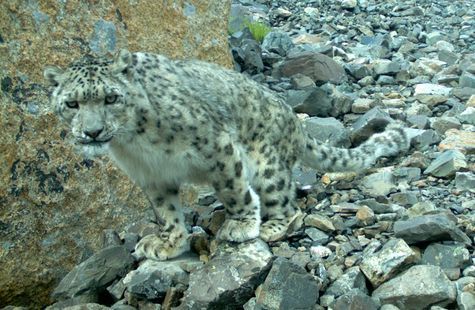 Camera traps in Altai - Phototrap, Mountain Altai, Rams, Snow Leopard, Nature, Altai Republic