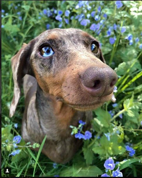 Post adoration sausages - Dachshund, Dog, Pet, Animals, A selection, Milota, Mimimishno, Longpost, Pets