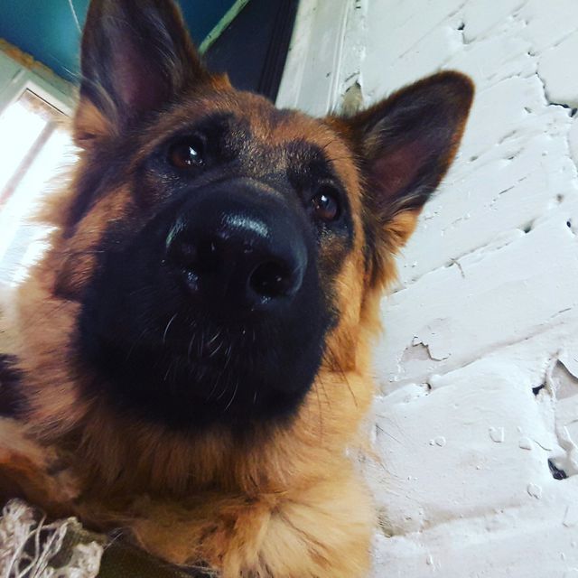 My German happiness. German Shepherd - Luna. - My, German Shepherd, Dog, Longpost