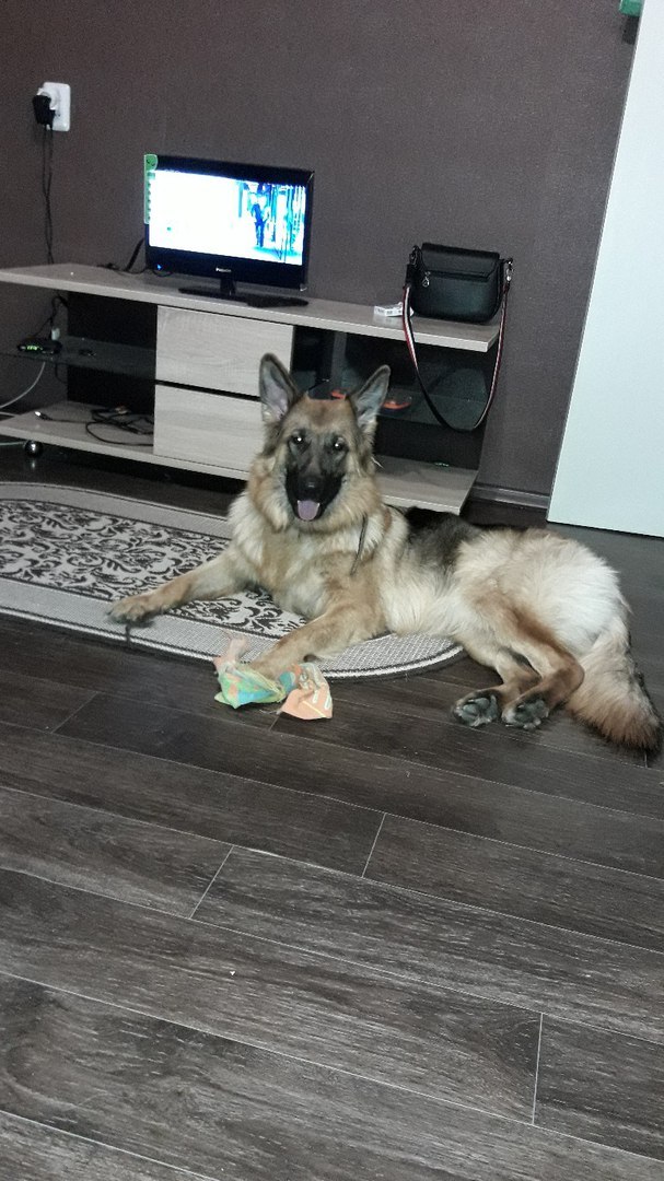 My German happiness. German Shepherd - Luna. - My, German Shepherd, Dog, Longpost