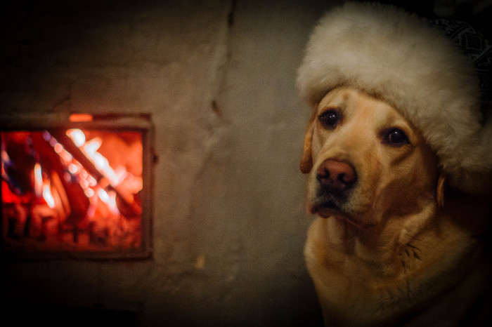 Country Labrador) - My, Labrador, Dog, Stove, Cosiness, Dacha, The photo