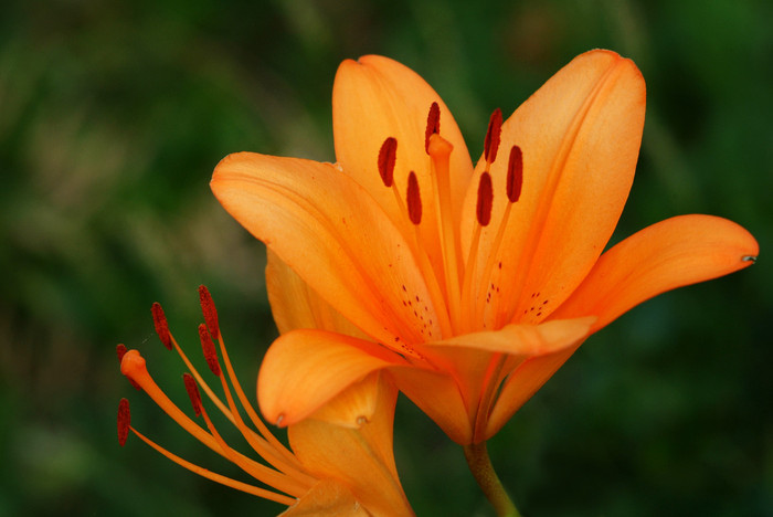 Flowers - My, The photo, Nature, Flowers, , Fujifilm, , Longpost