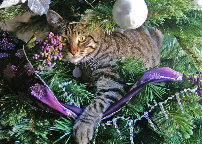 The main decoration of any Christmas tree - cat, Animals, Pet, Pets, Catomafia, 