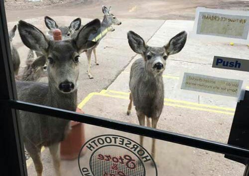 Peanut bar and deer. - Kindness, Bar, Deer, Deer