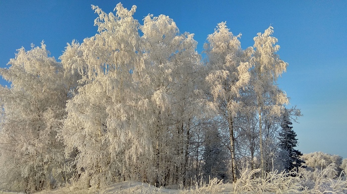 Frost and sun ... - My, freezing, Winter, Frost, The sun, Nature, Tree, Longpost