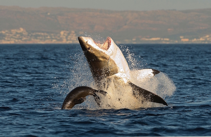 Failed hunt! - The photo, Shark, Hunting, Fur seal, The national geographic