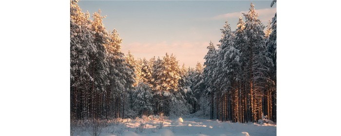 My coniferous sympathy. - Cedar, Seedling, My, Conifers