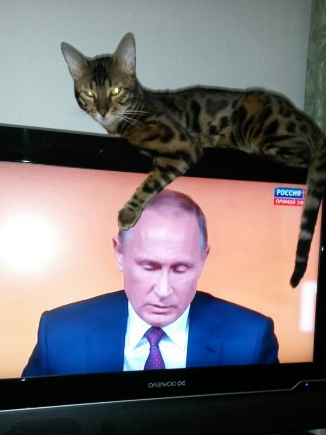 Approves - , cat, Politics, Vladimir Putin