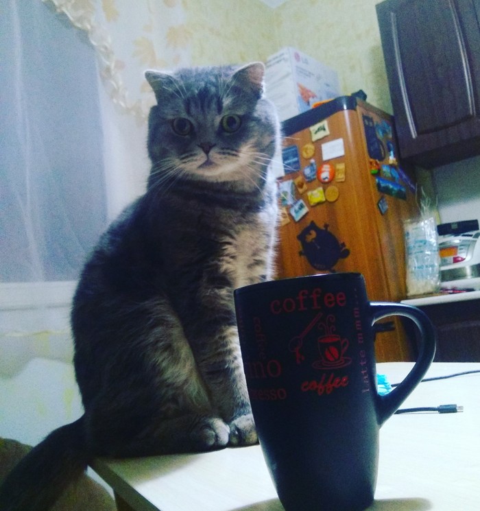 Have a fucking cup of tea.... - My, cat, Fluffy, Rudeness, Tea drinking, Impudence, , Woolen