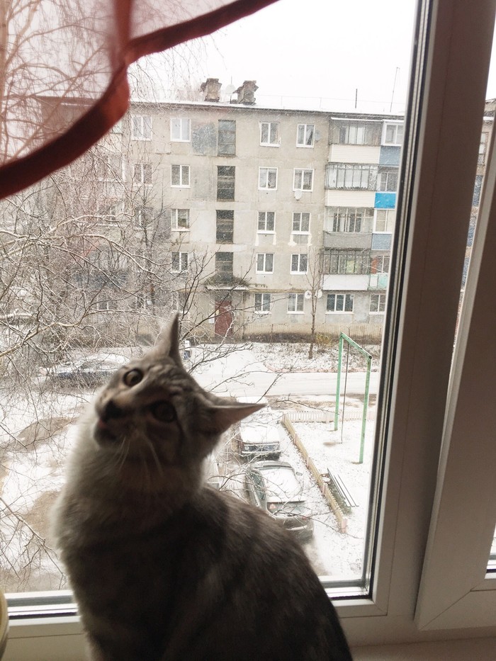 When I first saw snow - Shock, Maine Coon, My, cat, Snow